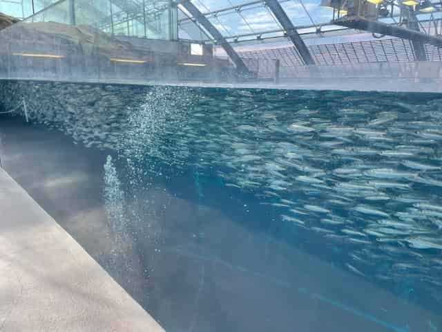 大きい水槽に小魚