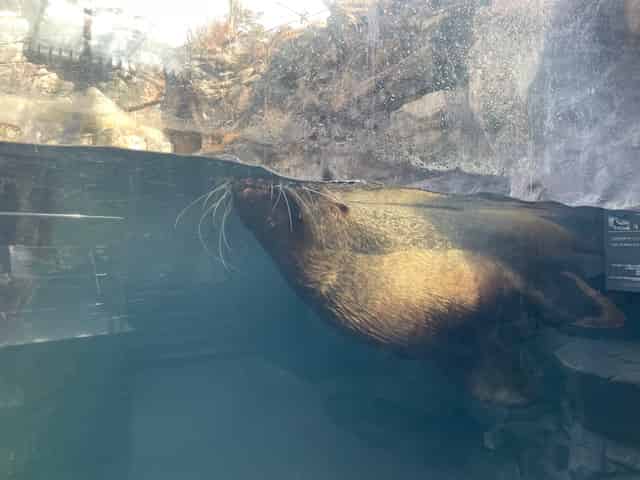 めちゃくちゃ大きいトド