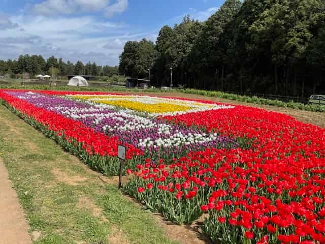 ザファームのチューリップ