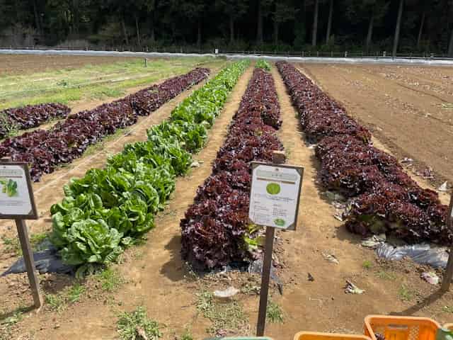 ザファームの野菜畑