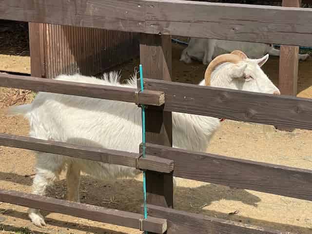 ザファームのヤギ