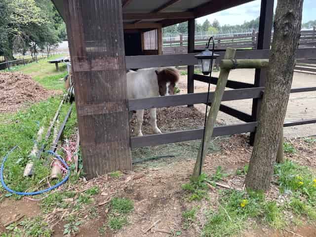 ザファームのポニー